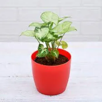Common Syngonium  Plant