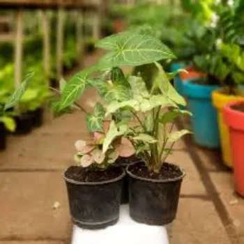 Fresh Syngonium Plant