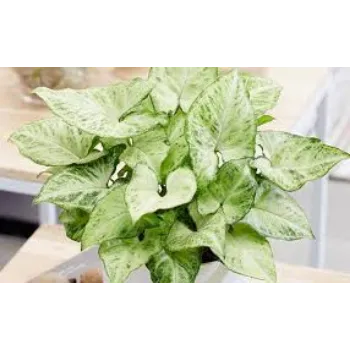 Organic Syngonium Plants
