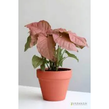 Organic Syngonium Plants