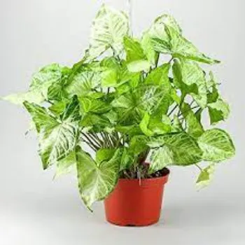 Organic Syngonium Plants