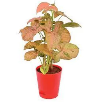 Natural Syngonium Plants