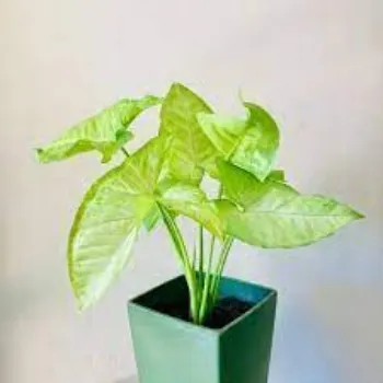 Natural Syngonium Plants