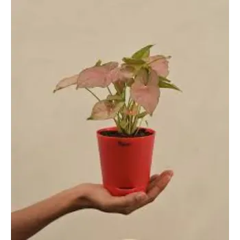 Natural Syngonium Plants