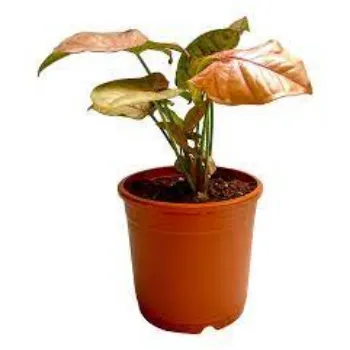 Organic Syngonium  Plant