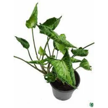 Organic Syngonium Plant
