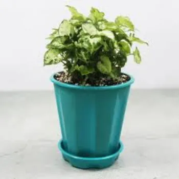 Natural Syngonium Plant