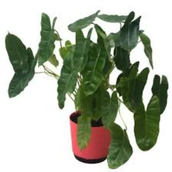 Organic Syngonium  Plants