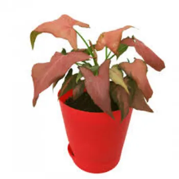 Natural Syngonium Plant