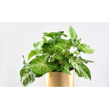 Fresh Syngonium  Plant