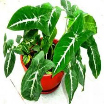 Natural Syngonium Plant
