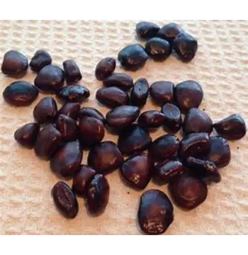 Natural Tamarind Seeds