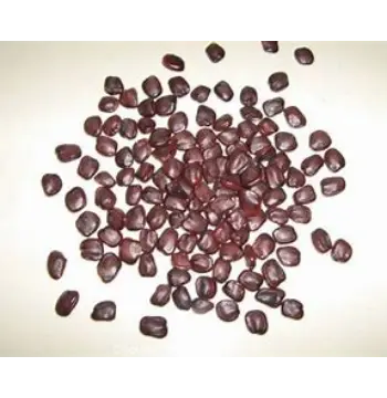 Fresh Tamarind Seeds