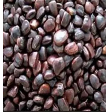 Fresh Tamarind Seeds