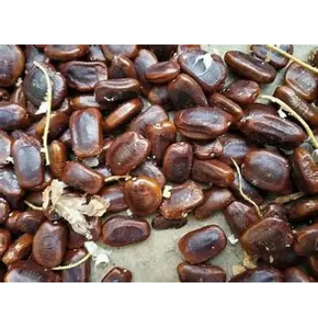 Fresh Tamarind Seeds
