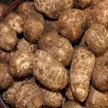 Taro Root