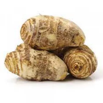 Common Taro Root