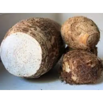 Natural Taro Root