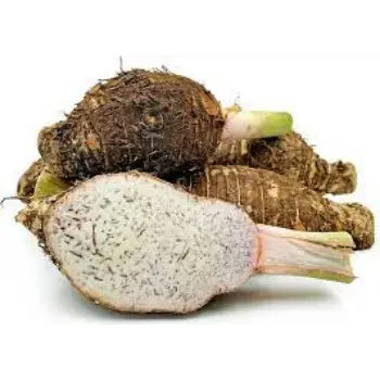 Common Taro Root