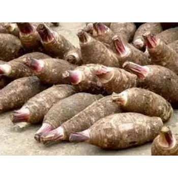 Natural Taro Root 