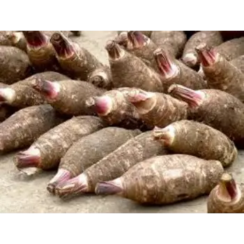 Common Taro Root