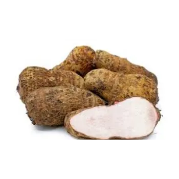 Common Taro Root