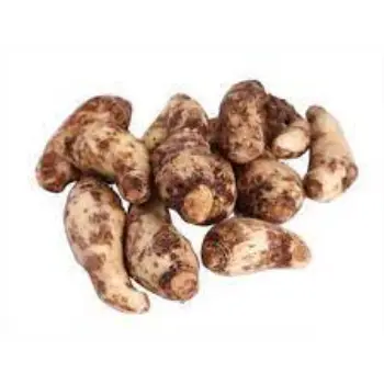 Common Taro Root