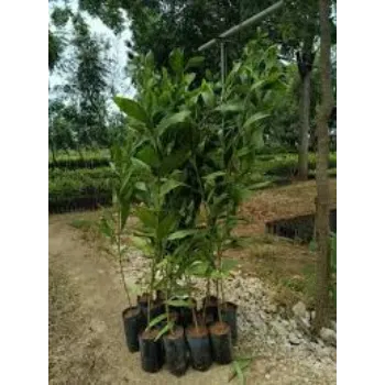 Roshni Agri forestry Teak Plant