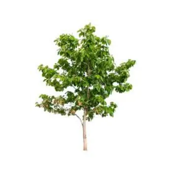 Natural Teak Plant
