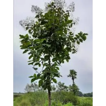 Natural Teak Plant