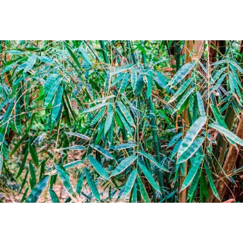  Teak Plant