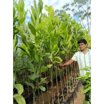 Natural Teak Plant