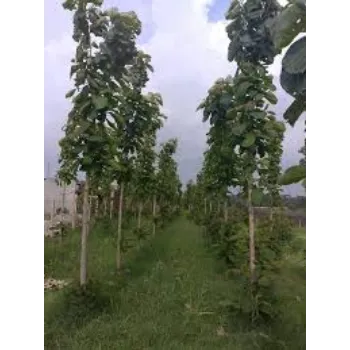 Green Teak Plant