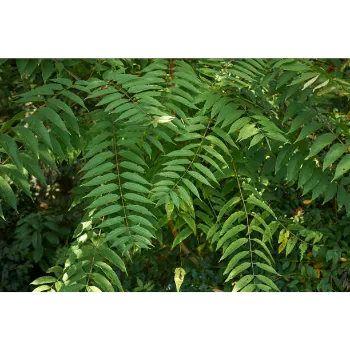 Teak Plant
