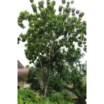 Green Teak Plant