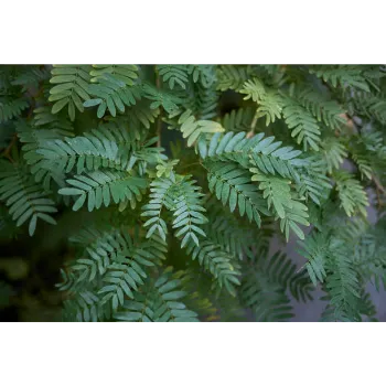 Teak Plant