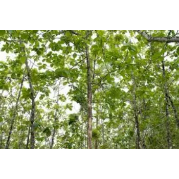 Natural Teak Plant