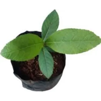 Natural Teak Plant