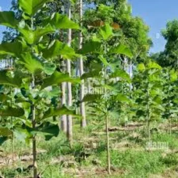 A.p. Flower Mart Teak Plant