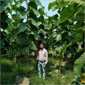 Natural Teak Plant