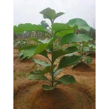 Organic Teak Plant