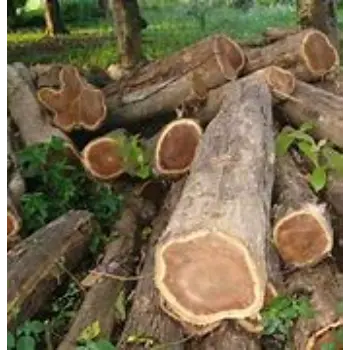 Durable Teak Wood