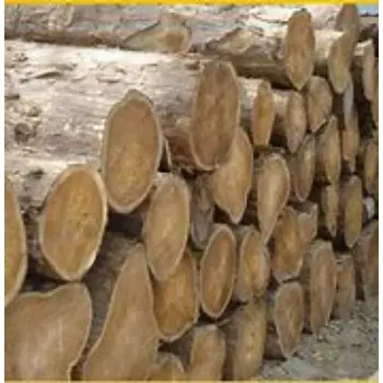 Polished Teak Wood