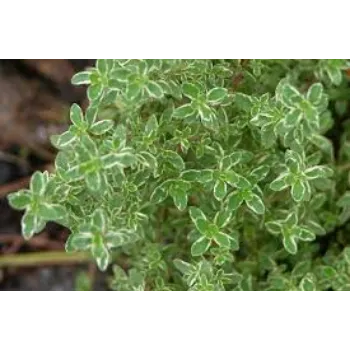 Organic Thyme Seed