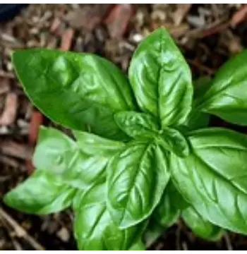 Natural Thyme Leaves
