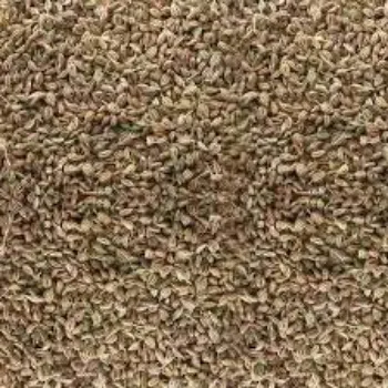 Organic Thyme Seeds