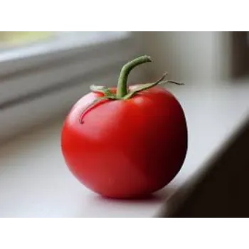 Tomato