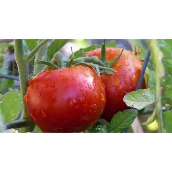 Fresh Tomato