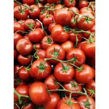 Tomato