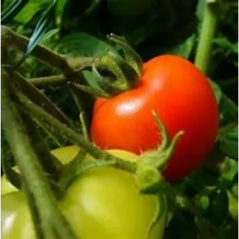 Common Tomato